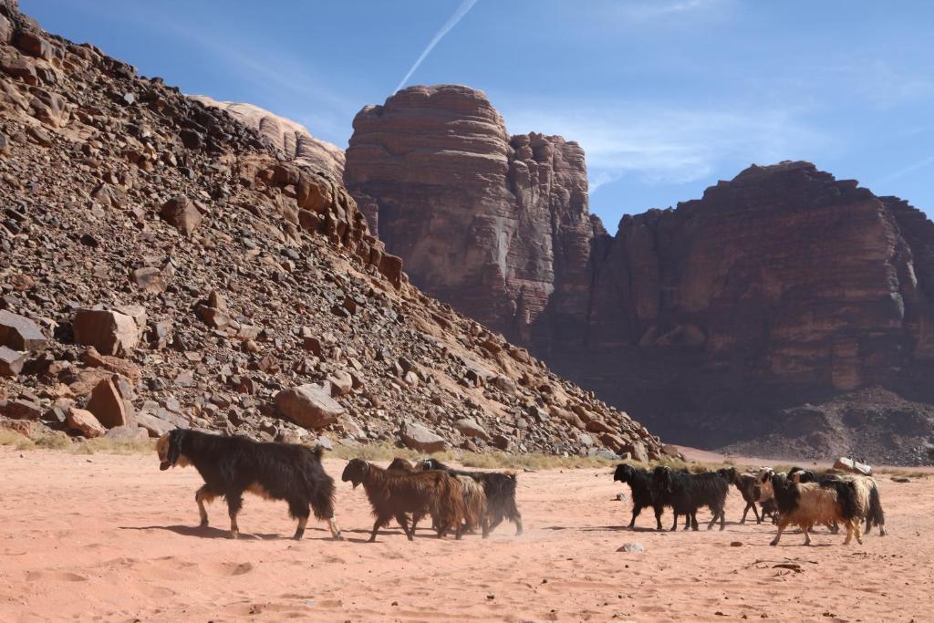 Bedouin Expedition Wadi Rum Exterior foto